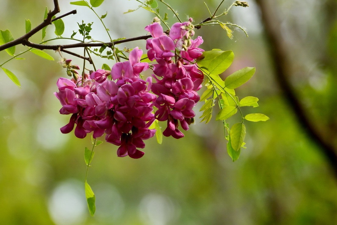 2024028 紫槐花开挂树梢（2）