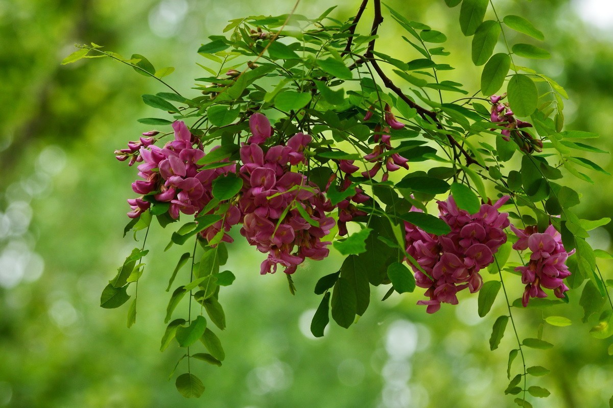 2024028 紫槐花开挂树梢（2）