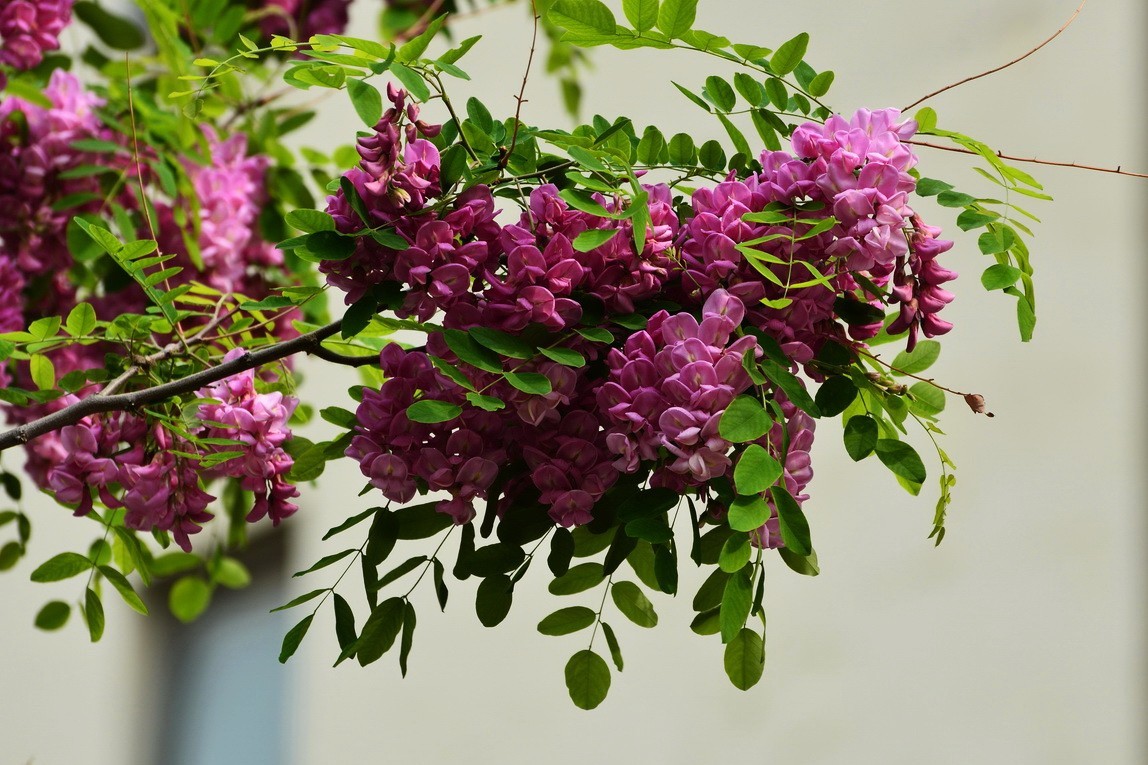 2024028 紫槐花开挂树梢（2）