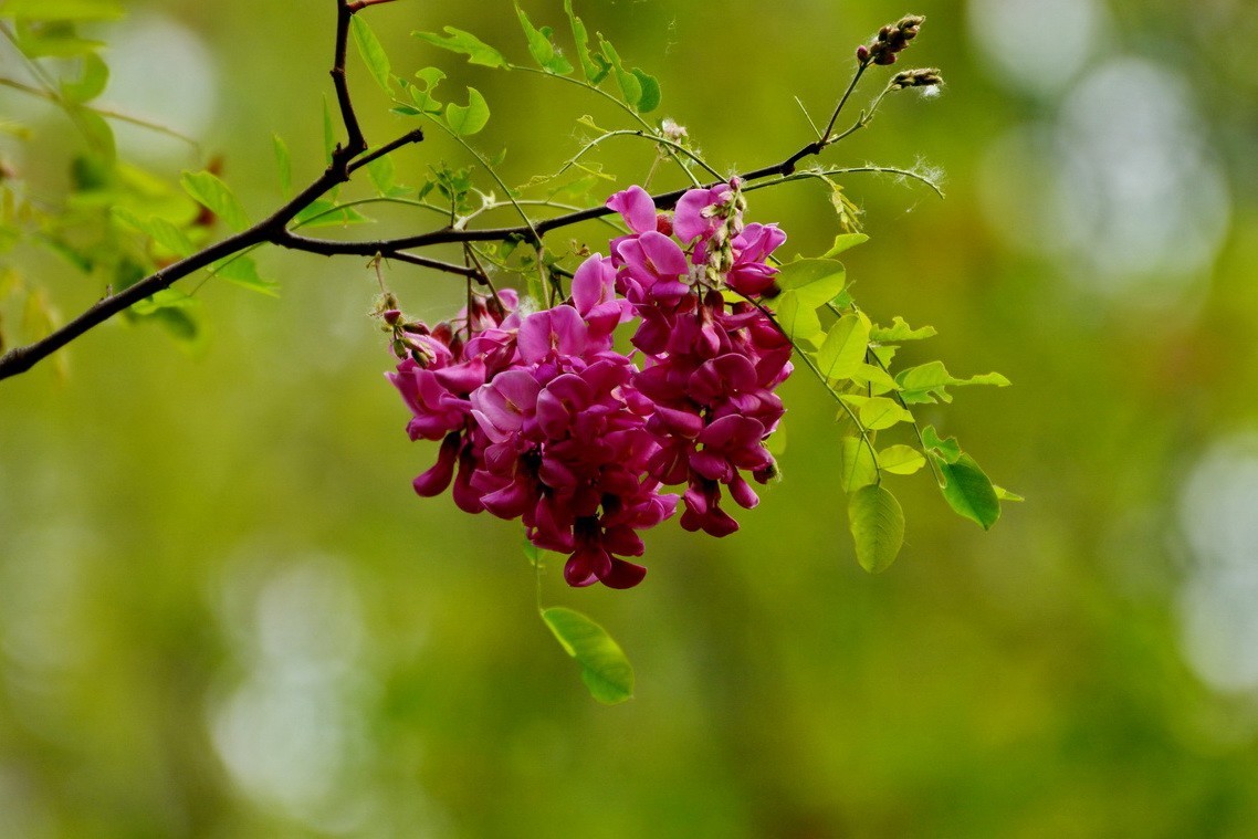 2024028 紫槐花开挂树梢（2）