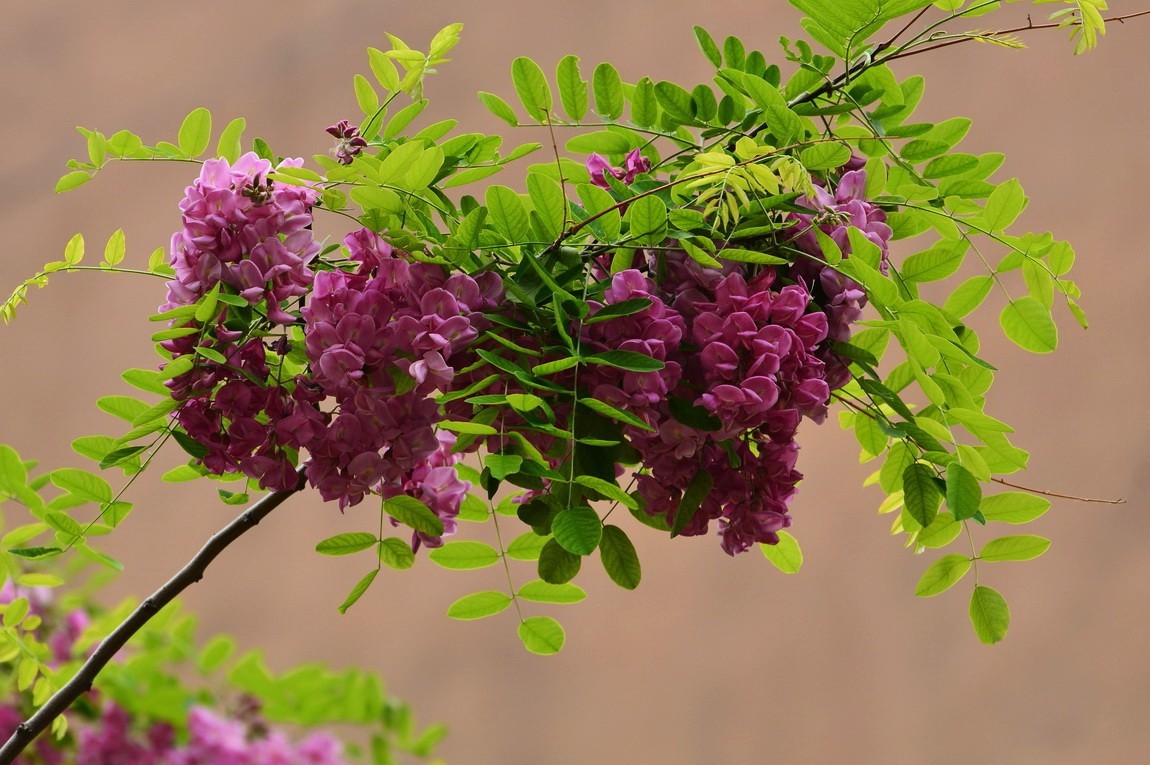 2024028 紫槐花开挂树梢（2）