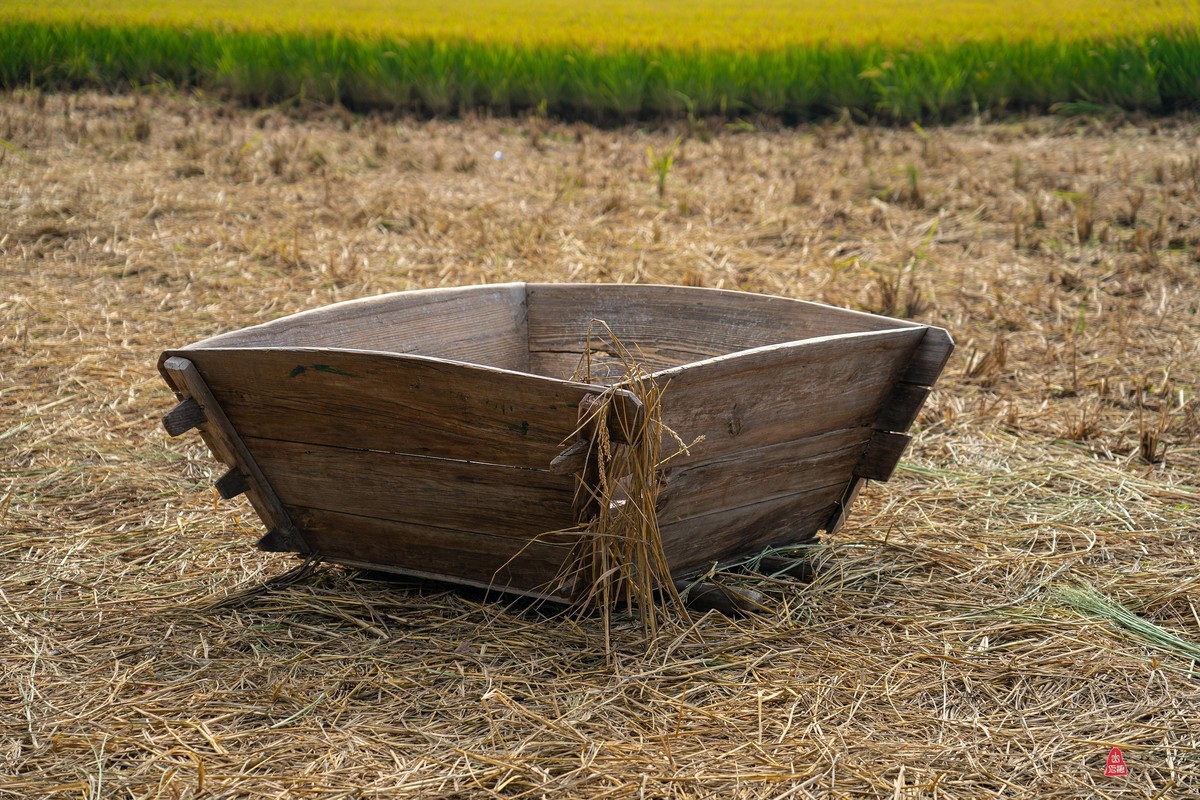 金色的稻田，丰收在望