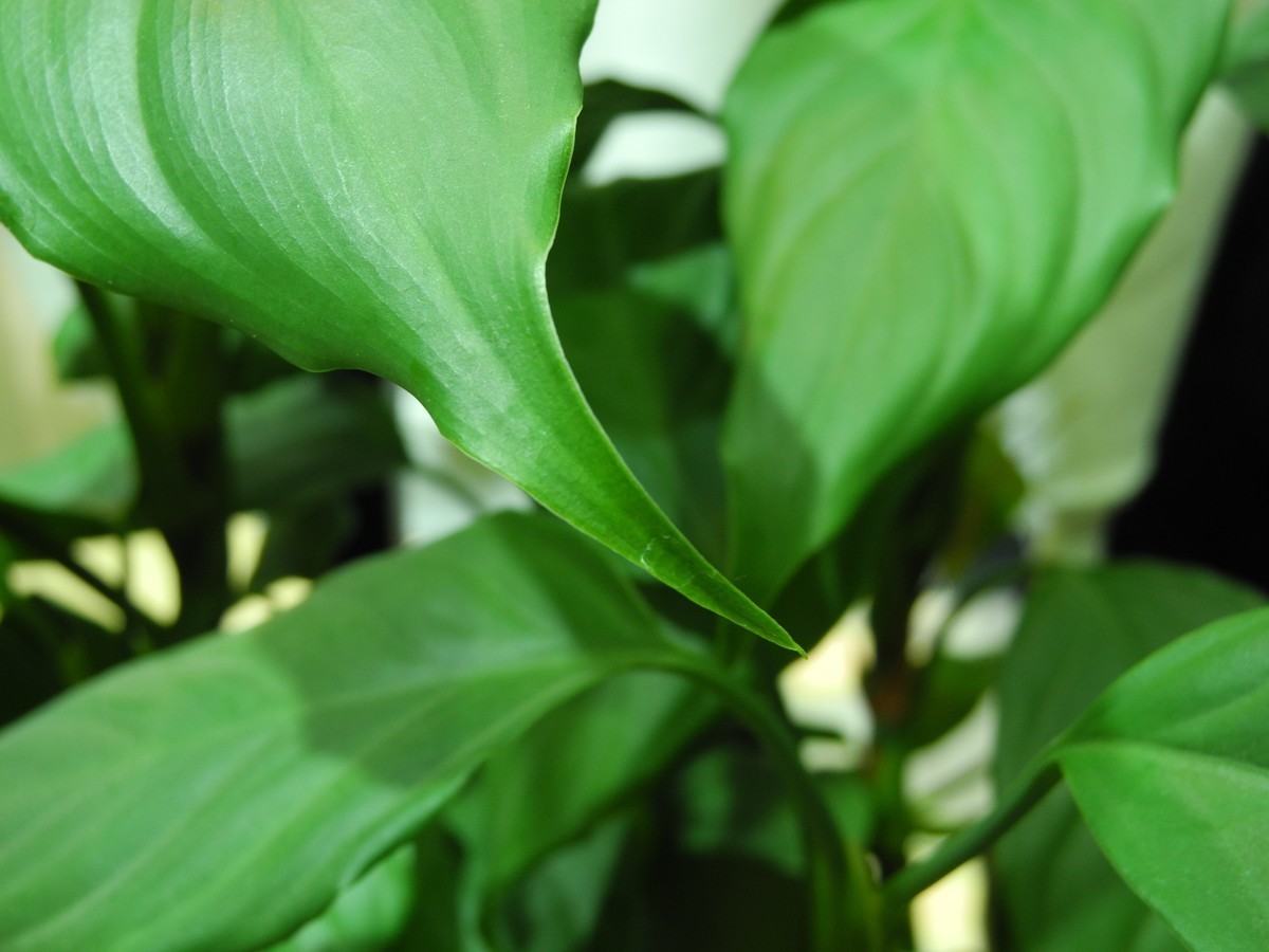 植物特写