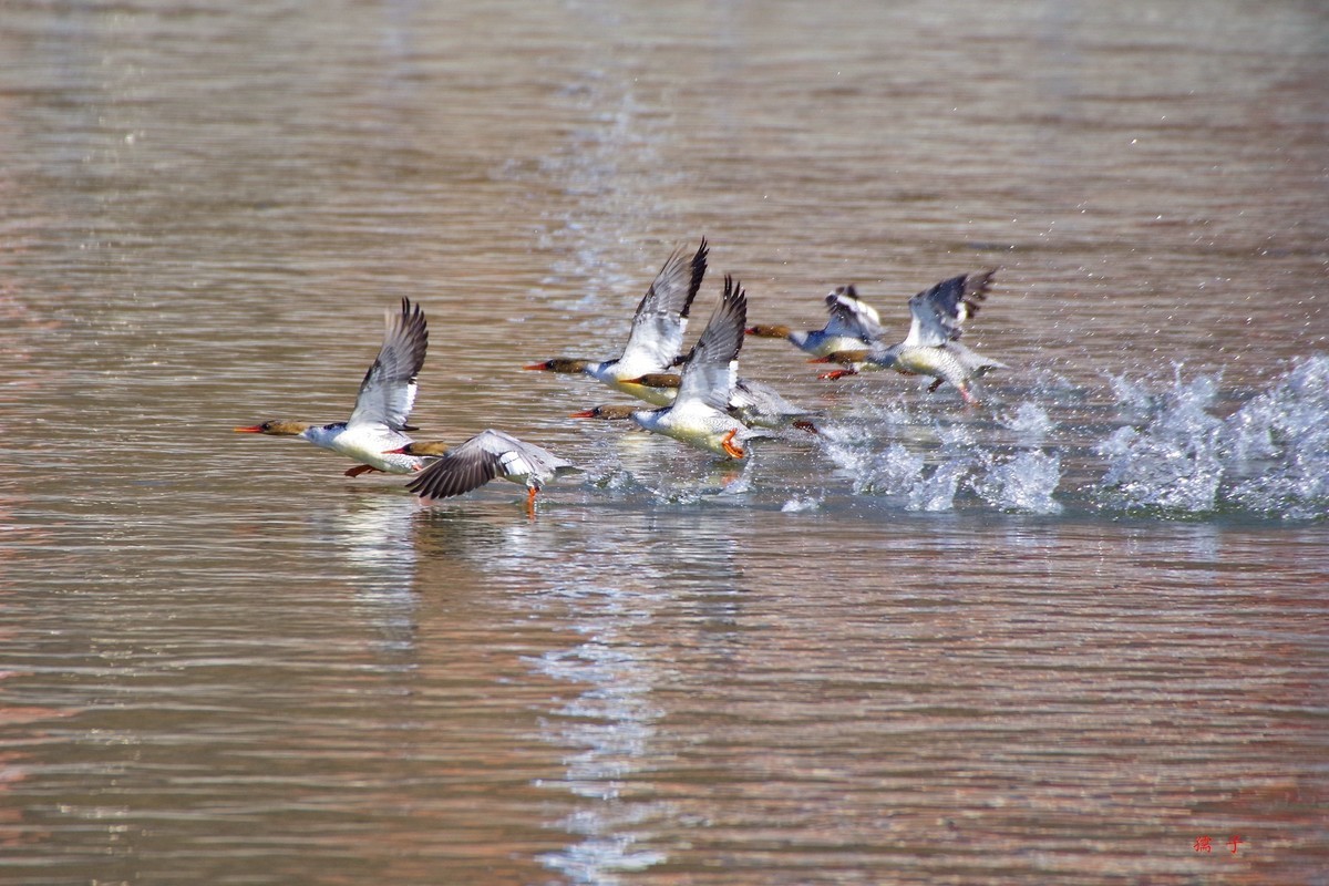 国家一级重点保护动物——中华秋沙鸭