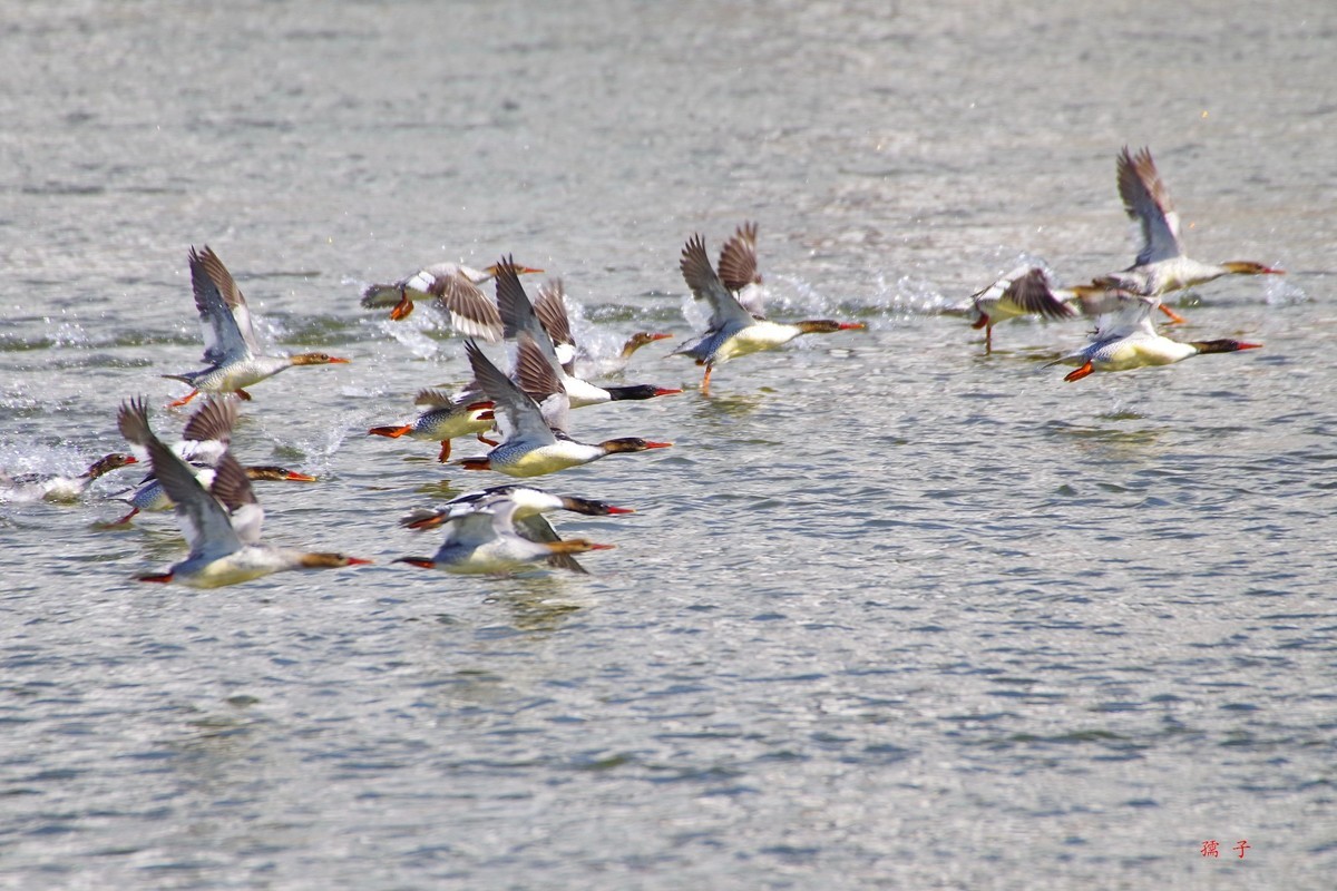国家一级重点保护动物——中华秋沙鸭