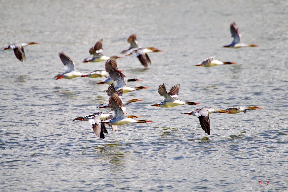 国家一级重点保护动物——中华秋沙鸭