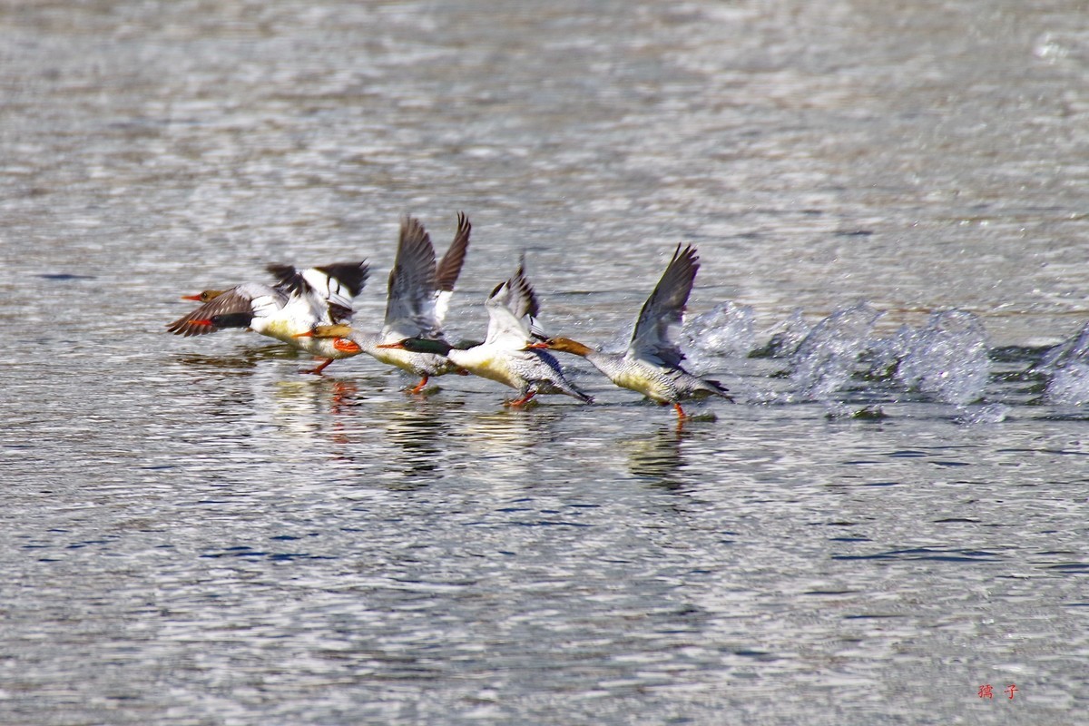 国家一级重点保护动物——中华秋沙鸭