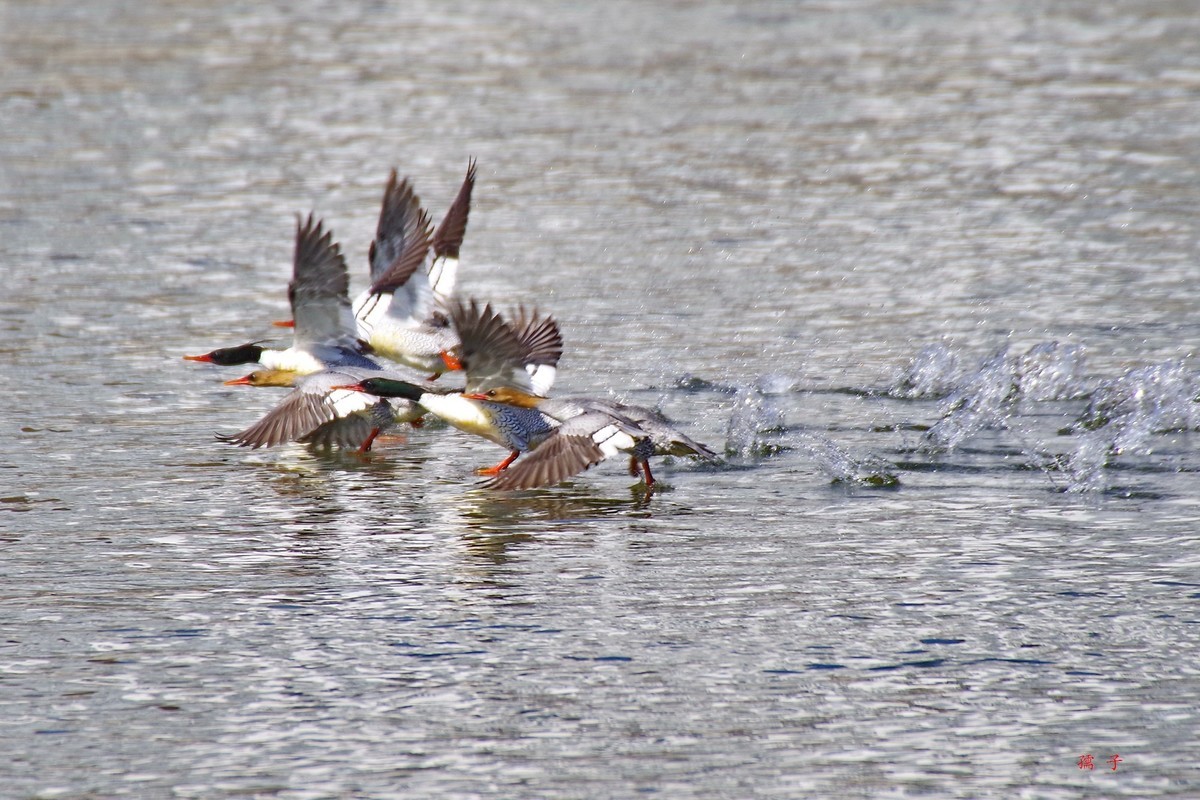 国家一级重点保护动物——中华秋沙鸭
