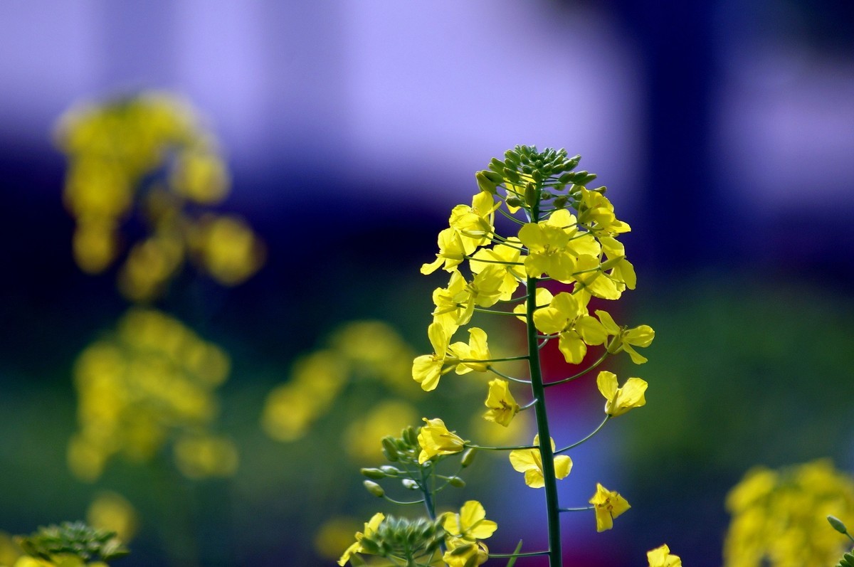 油菜花的季节〖二〗-中关村在线摄影论坛