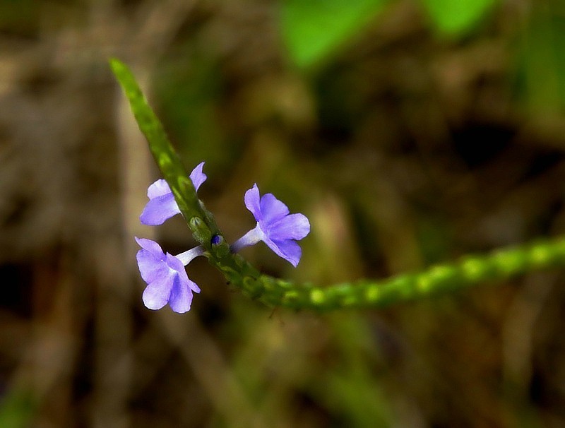 703【不老松：海南游摄纪实】临高长島兰湾的马鞭草!