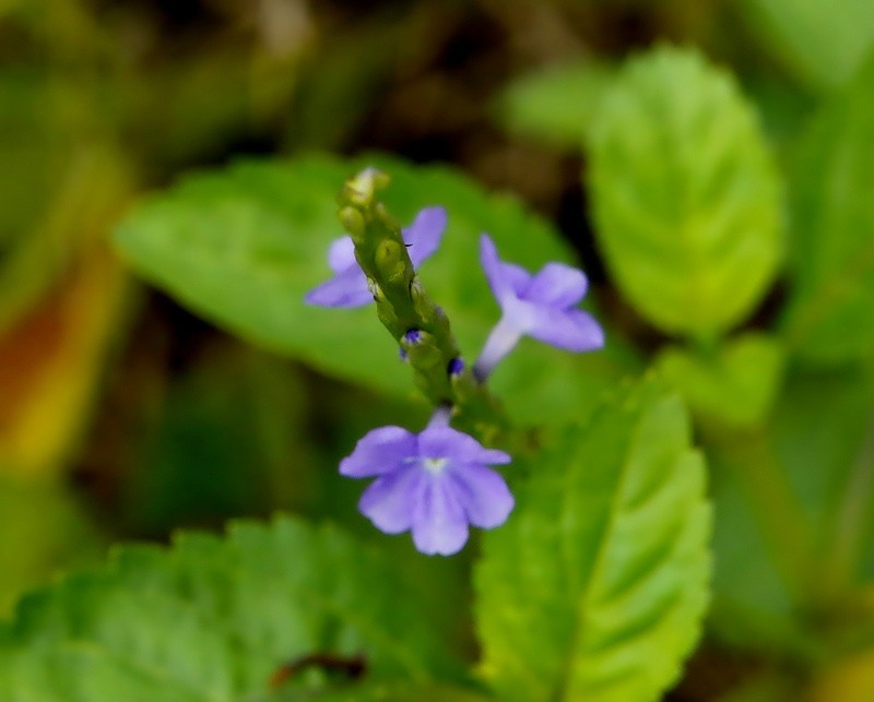 703【不老松：海南游摄纪实】临高长島兰湾的马鞭草!