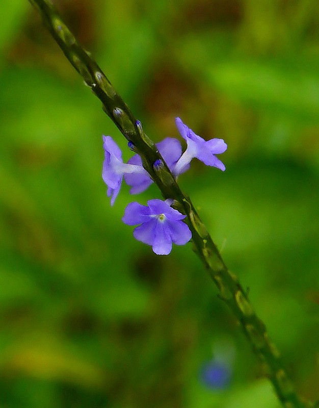 703【不老松：海南游摄纪实】临高长島兰湾的马鞭草!