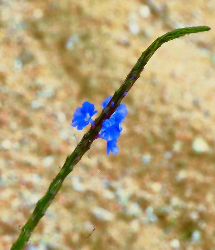 703【不老松：海南游摄纪实】临高长島兰湾的马鞭草!