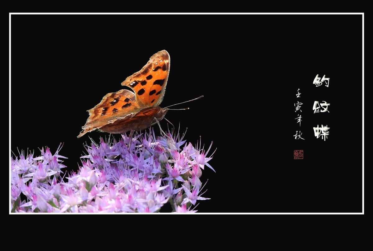 翩翩花蝶草上飞