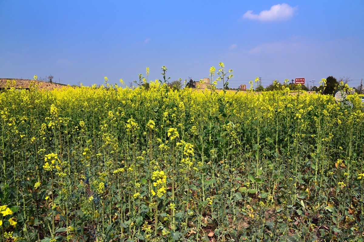 春回大地——油菜花开