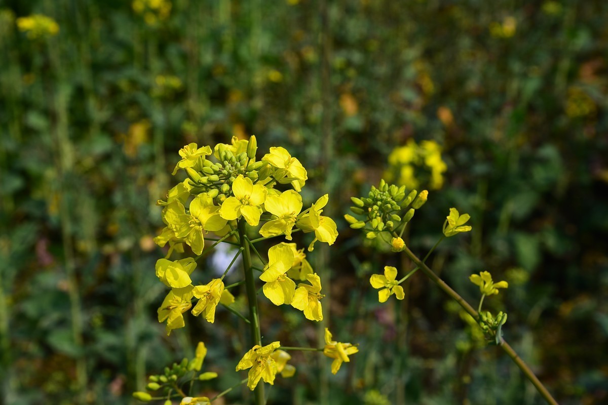 春回大地——油菜花开