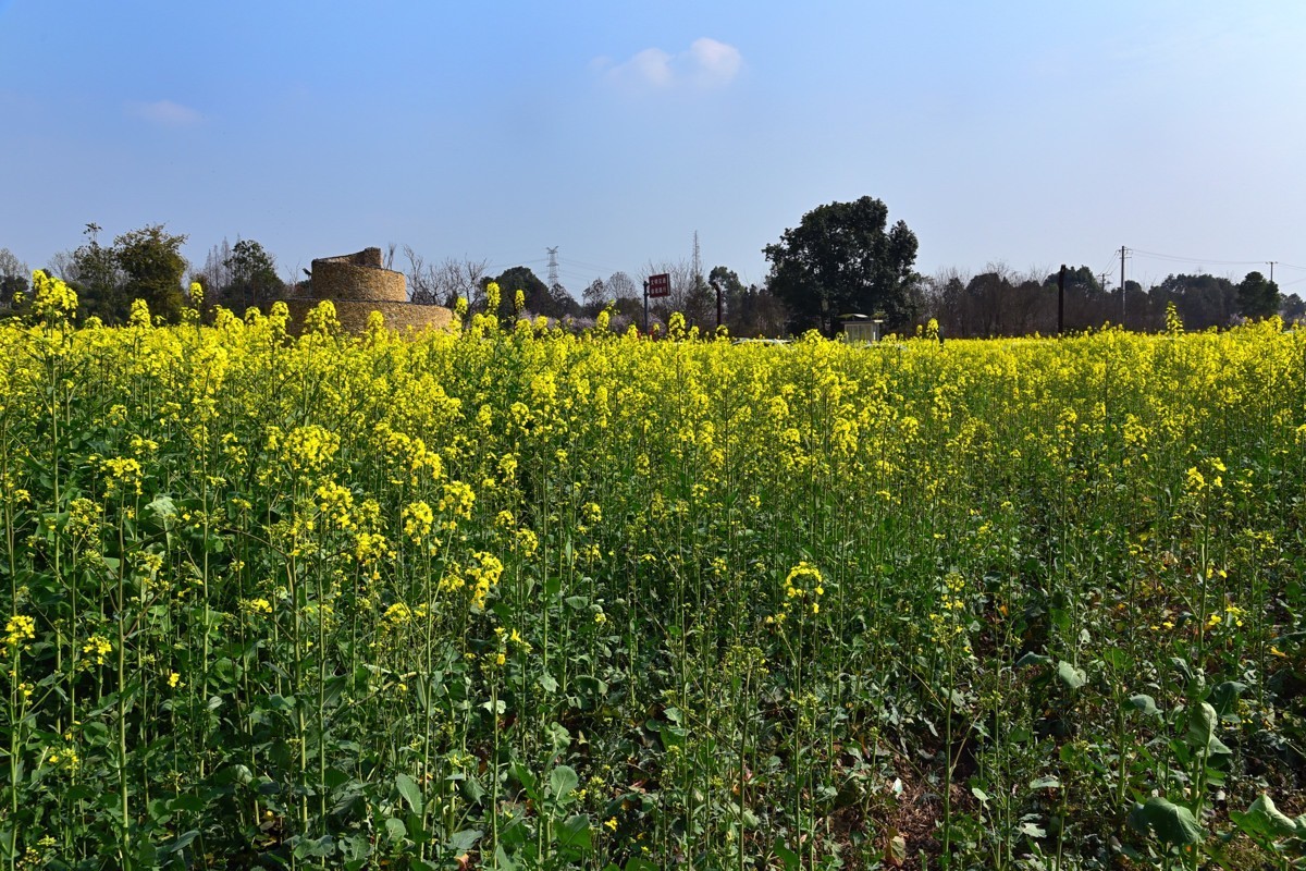 春回大地——油菜花开