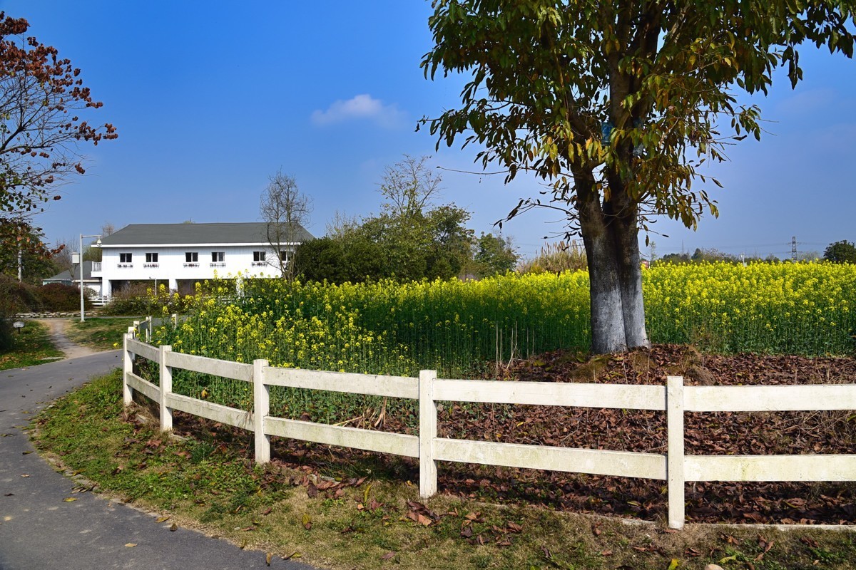 春回大地——油菜花开
