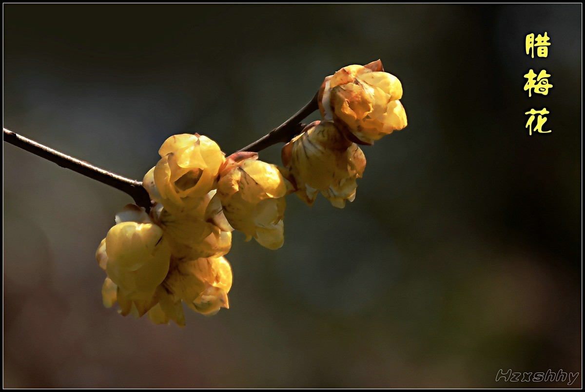 冬去春来拍腊梅（2023065）