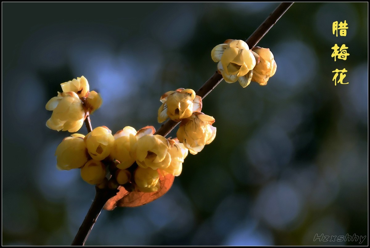 冬去春来拍腊梅（2023065）