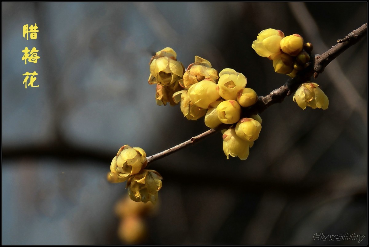 冬去春来拍腊梅（2023065）