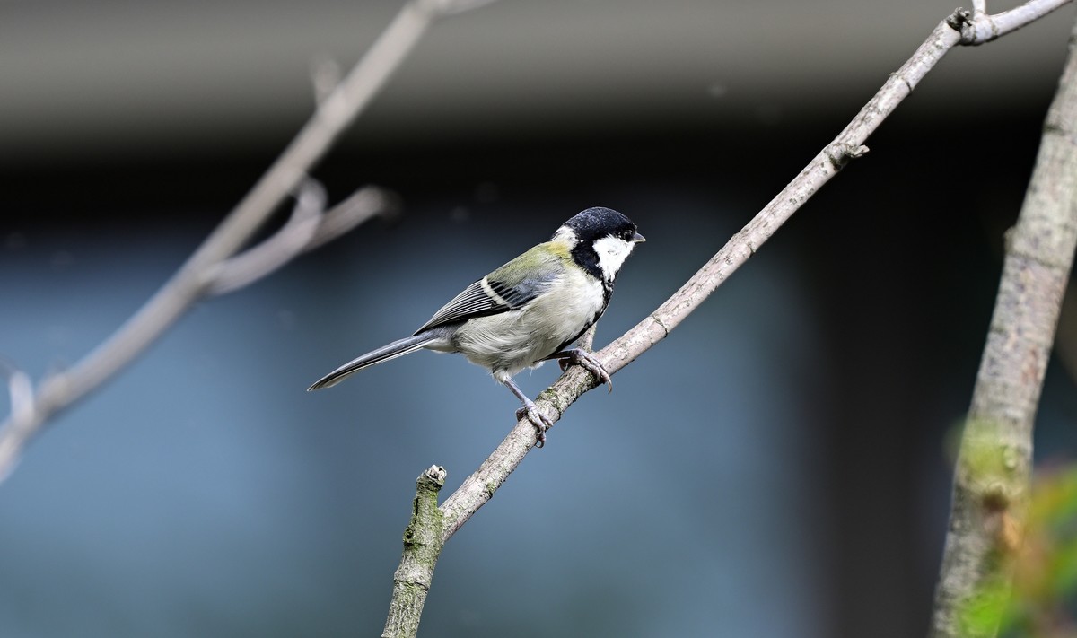 放假拍的蓝尾山雀