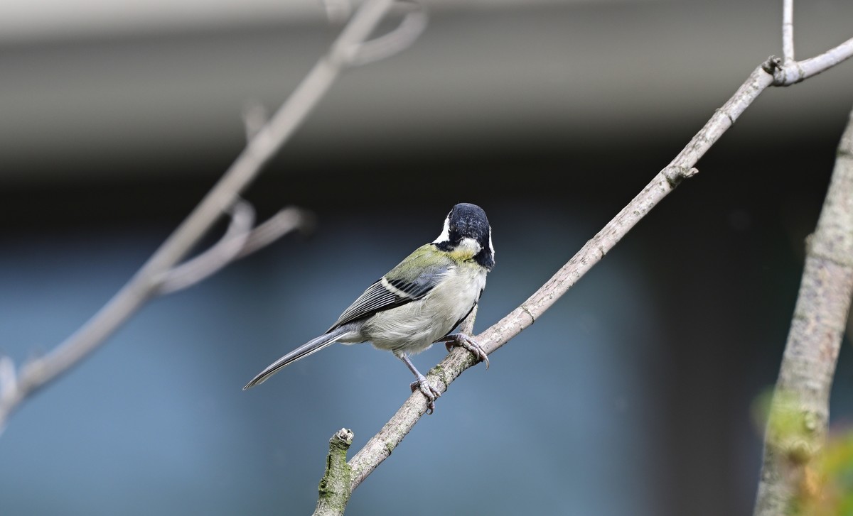 放假拍的蓝尾山雀