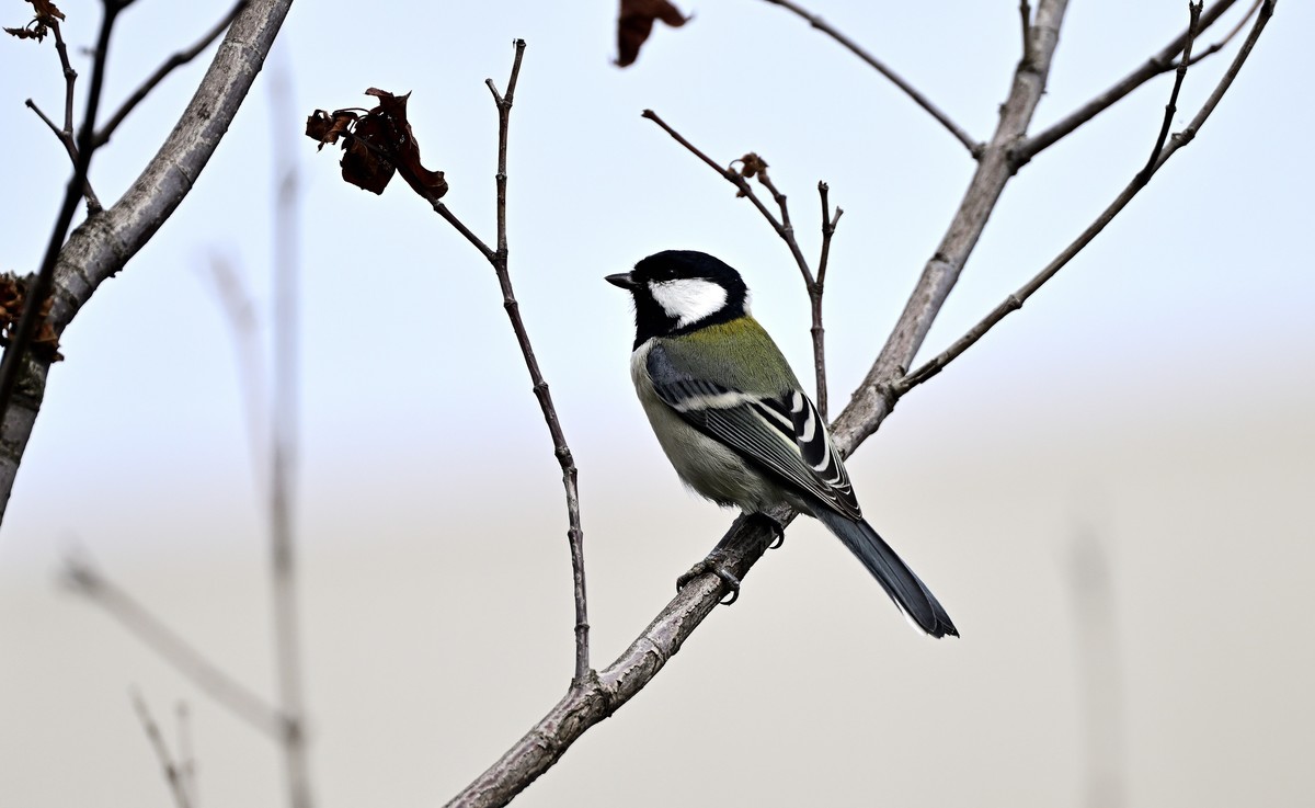 放假拍的蓝尾山雀