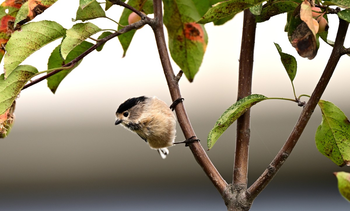 再发一组稚山雀