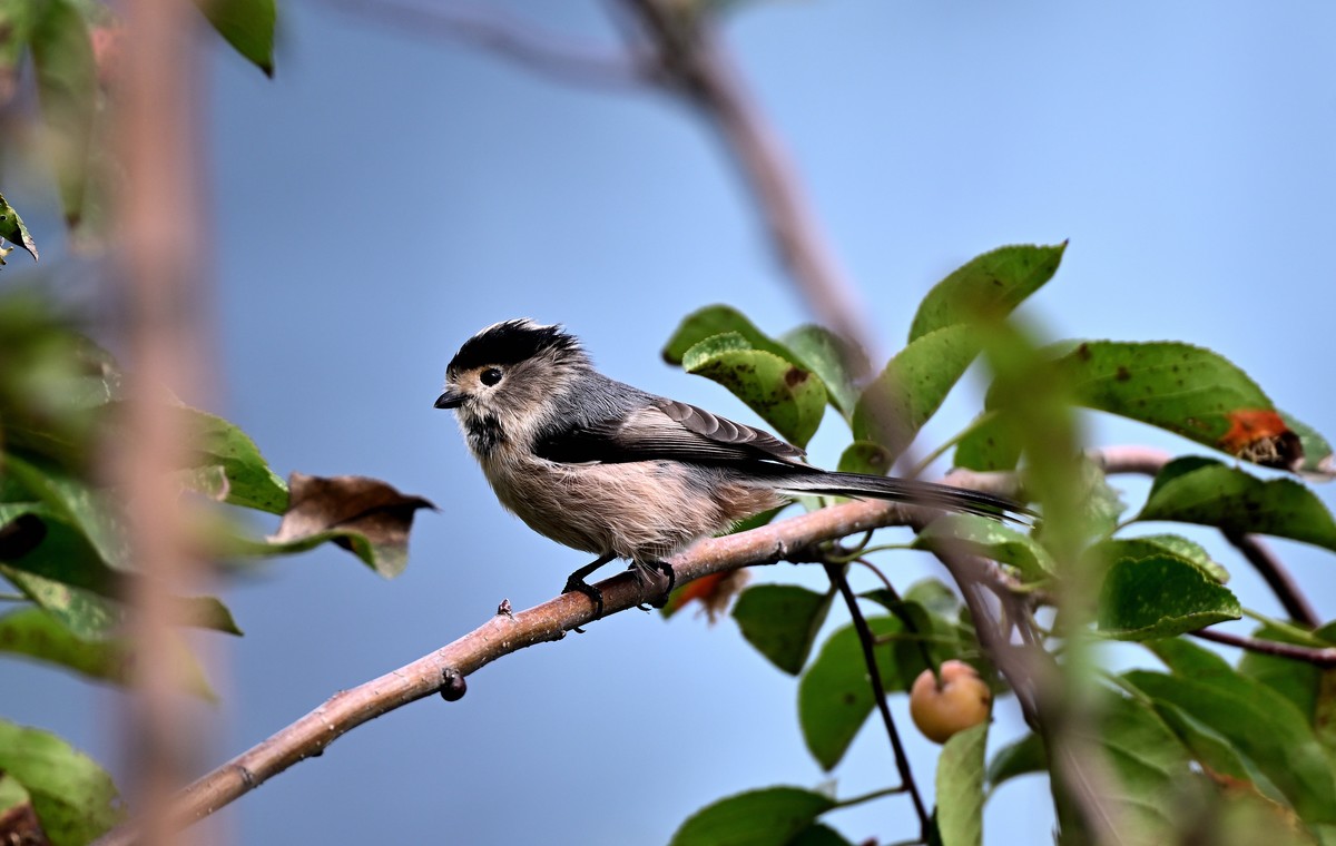 再发一组稚山雀