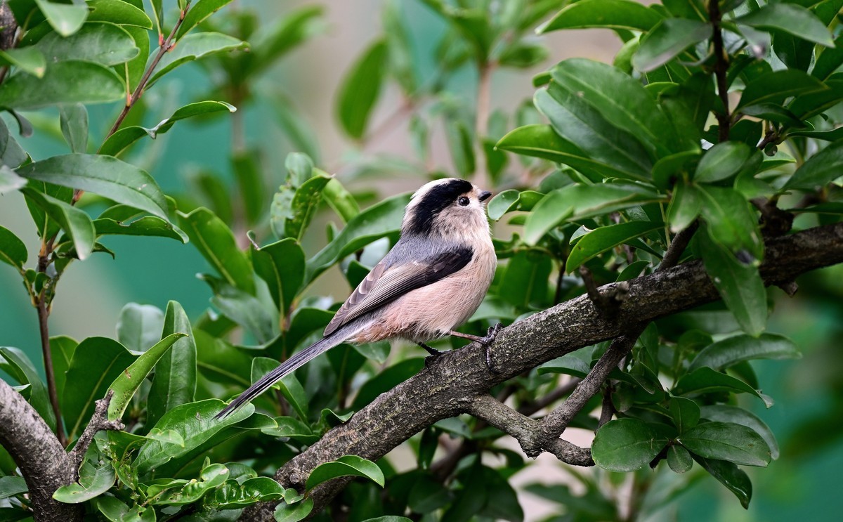 再发一组稚山雀