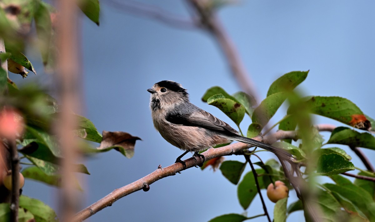 再发一组稚山雀