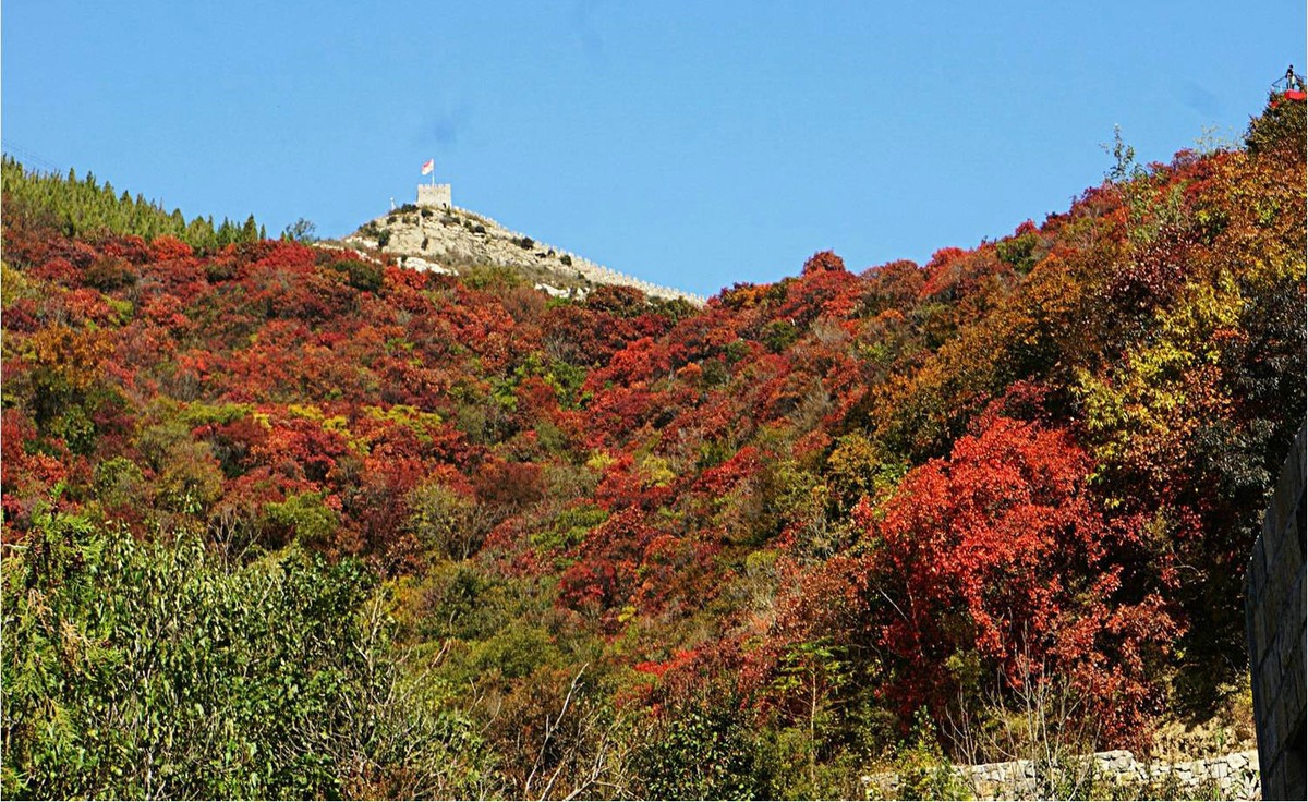 齐长城下红叶烂漫