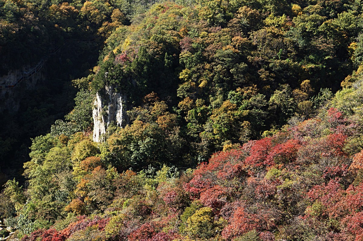 齐长城下红叶烂漫
