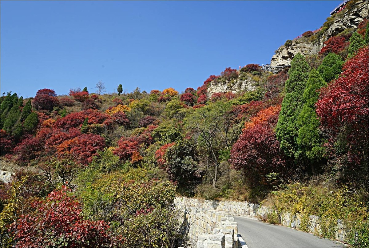 齐长城下红叶烂漫