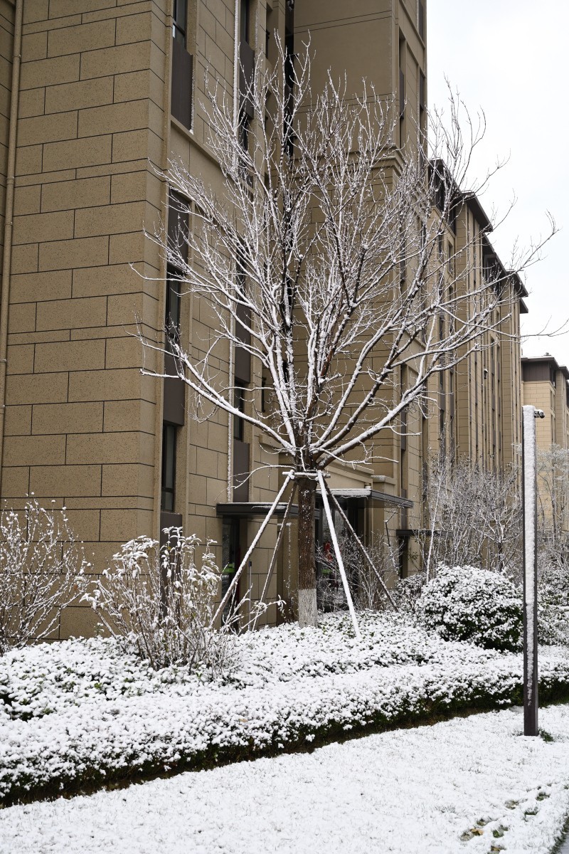 大连初冬第一场雪后随拍
