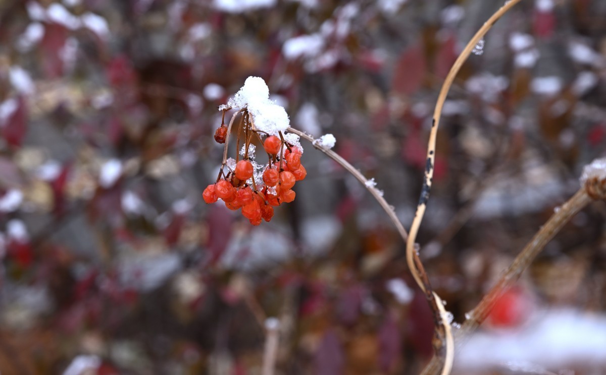 大连初冬第一场雪后随拍