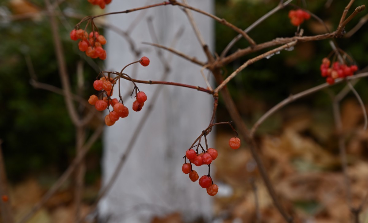 大连初冬第一场雪后随拍