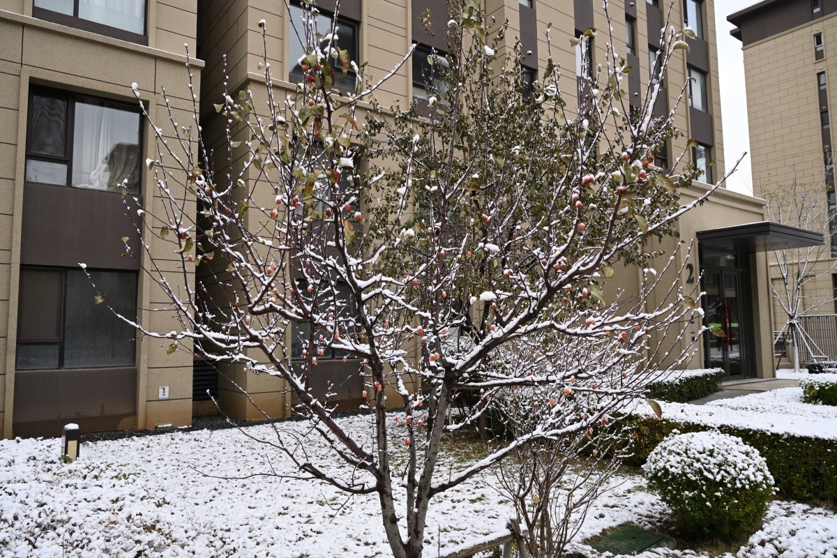 大连初冬第一场雪后随拍