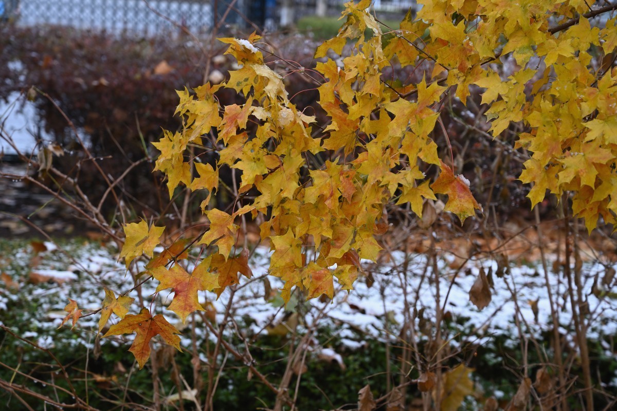 大连初冬第一场雪后随拍