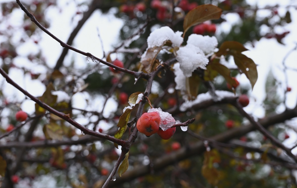 大连初冬第一场雪后随拍