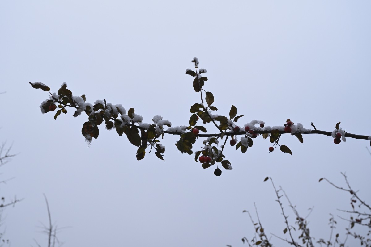 大连初冬第一场雪后随拍