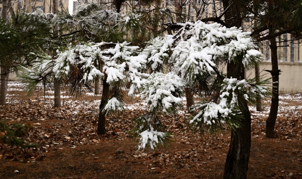 大连初冬第一场雪后随拍