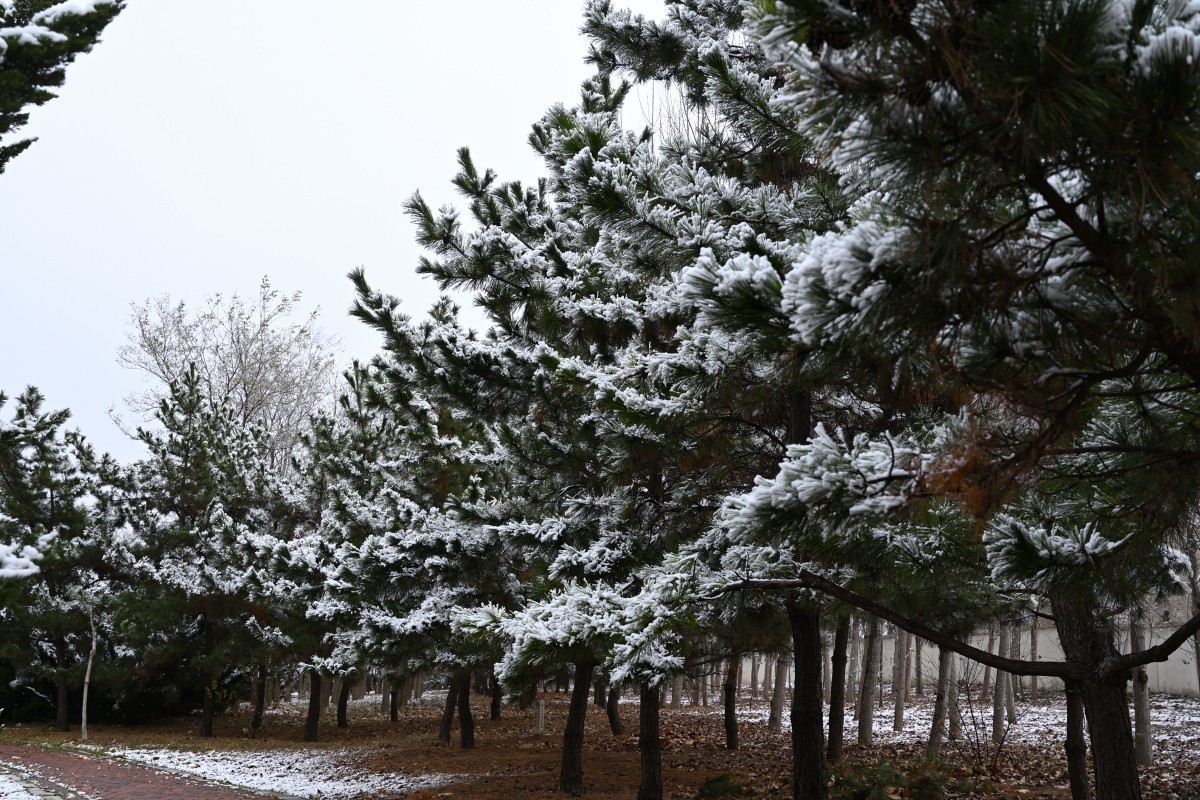 大连初冬第一场雪后随拍