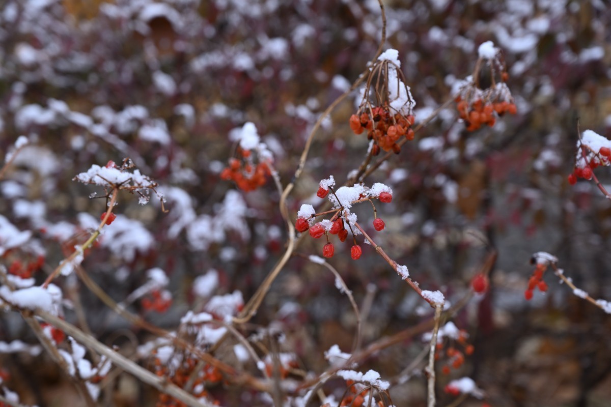 大连初冬第一场雪后随拍