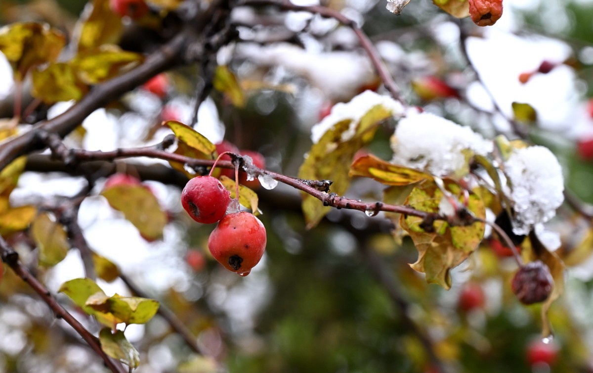 大连初冬第一场雪后随拍