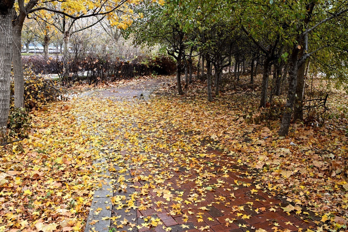大连初冬第一场雪后随拍