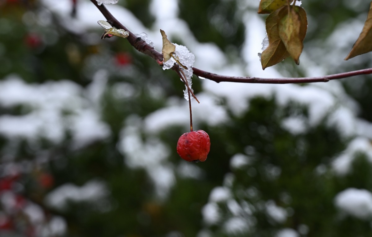 大连初冬第一场雪后随拍