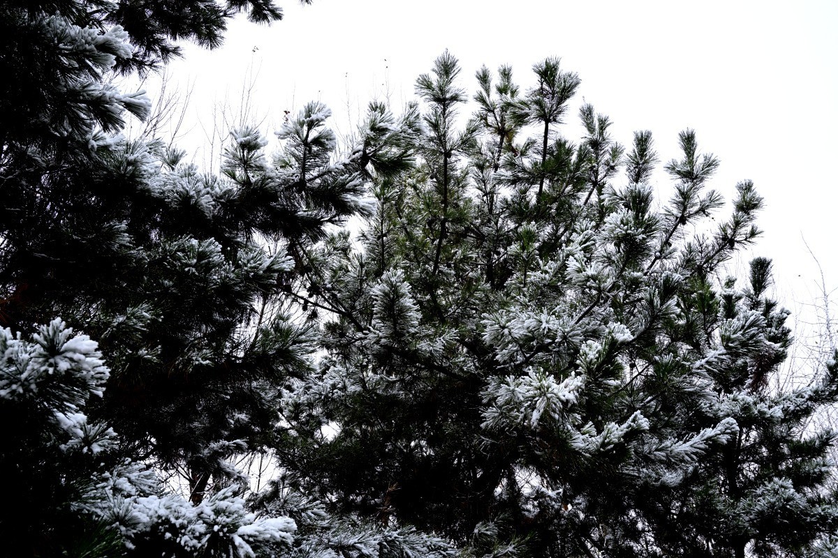 大连初冬第一场雪后随拍