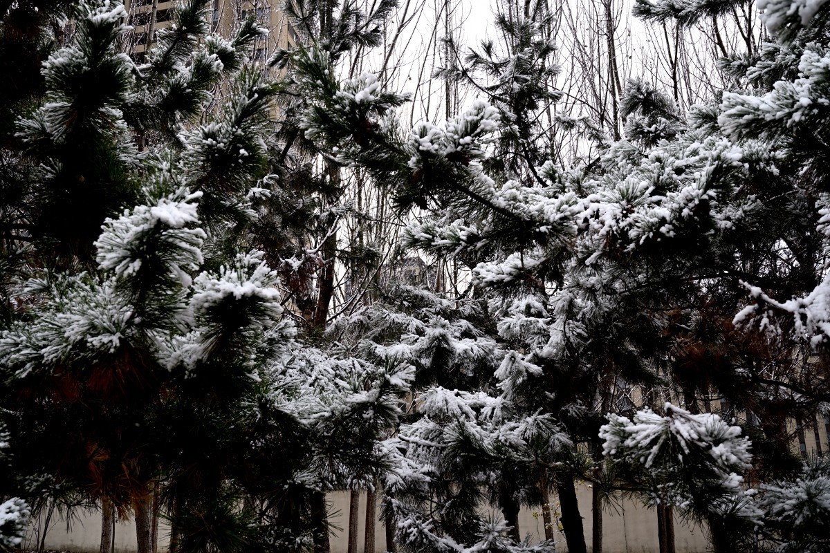 大连初冬第一场雪后随拍